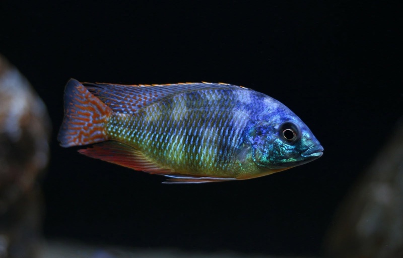 Protomelas sp. 'johnstoni solo' Makonde